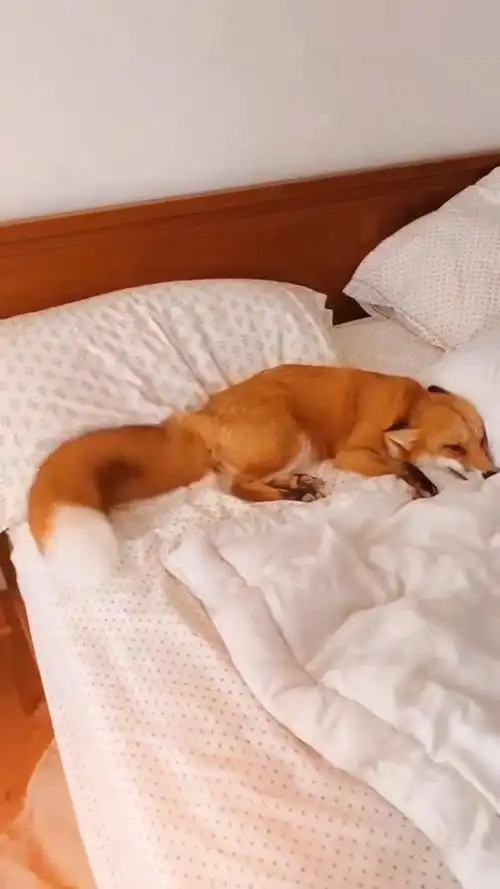 感受下小狐狸是怎么撒娇的,一边摇着超蓬松的大尾巴,一边哼哼唧唧要人