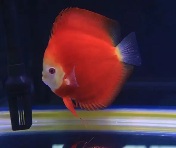 赛级"热带鱼之王"七彩神仙鱼,美得不得了!