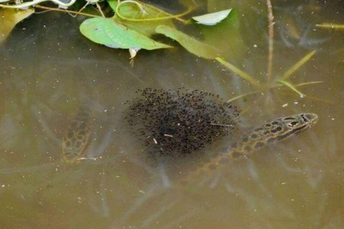 黑鱼上演三条鱼故事,争夺孩子抚养权,还是一妻二夫?