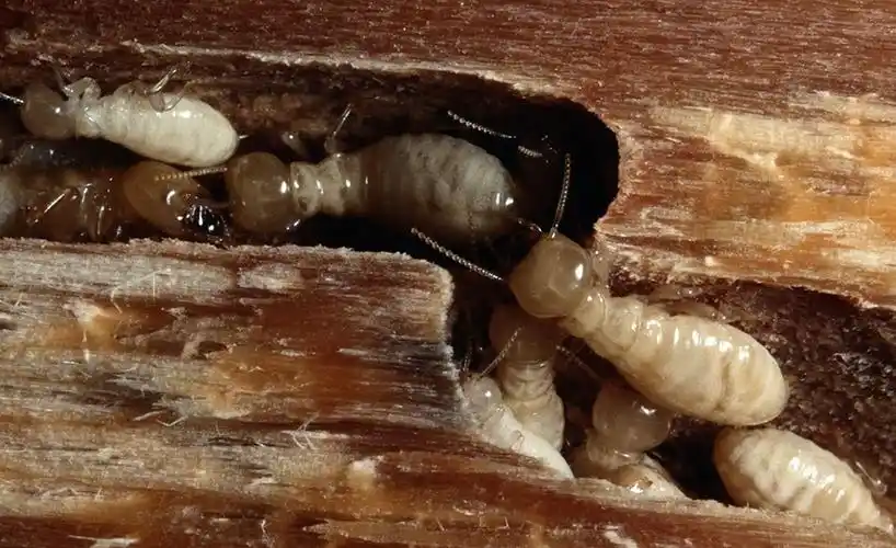 青岛灭白蚁公司提醒你小小红火蚁,危险的"入侵者"-新闻动态-郑州军友