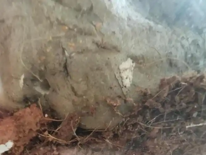 这些白色的是蜘蛛卵么