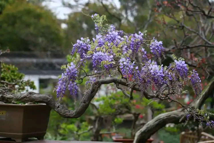 古猗园紫藤盆景古韵十足