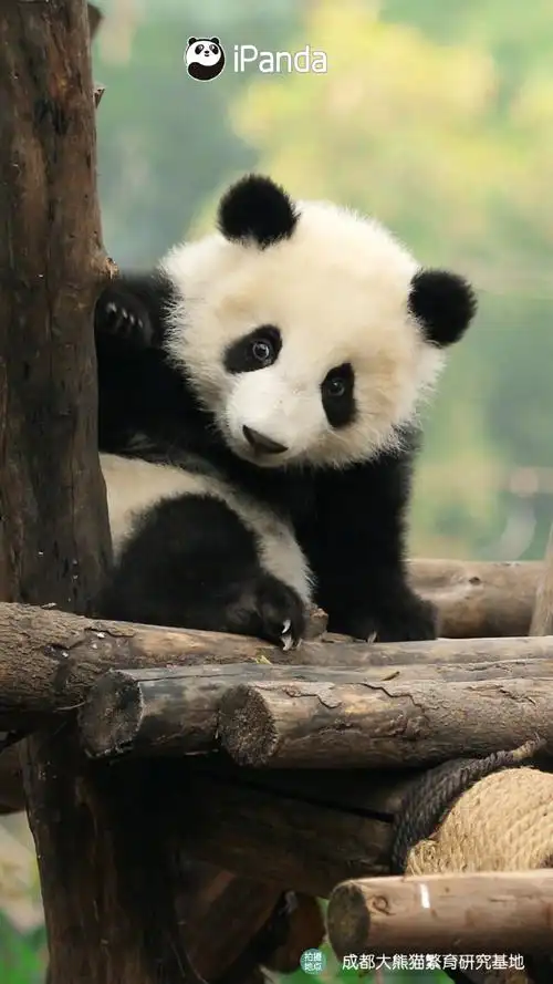 自带微笑唇的熊猫宝宝有多可爱