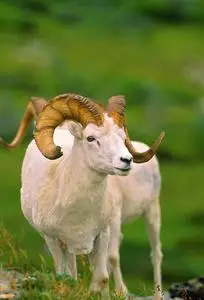 小大角公绵羊角的公绵羊和羊肉一只公绵羊有角的肖像达尔羊公绵羊有角