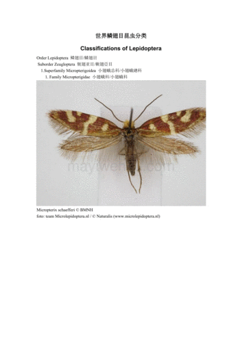 世界鳞翅目昆虫分类classifications of lepidoptera