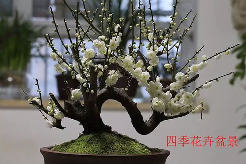 实拍绿梅花盆景朱砂梅绿鄂梅乌梅造型盆景树桩盆栽白梅花盆景