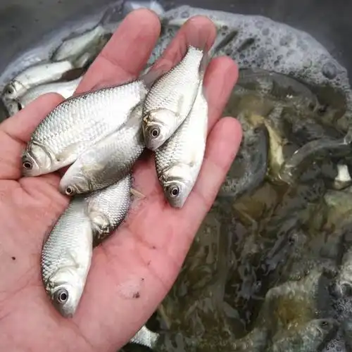 良种中科3号鲫鱼苗  湘云鲫鱼苗  鑫鑫鱼苗  鱼苗批发  鲫鱼苗批发