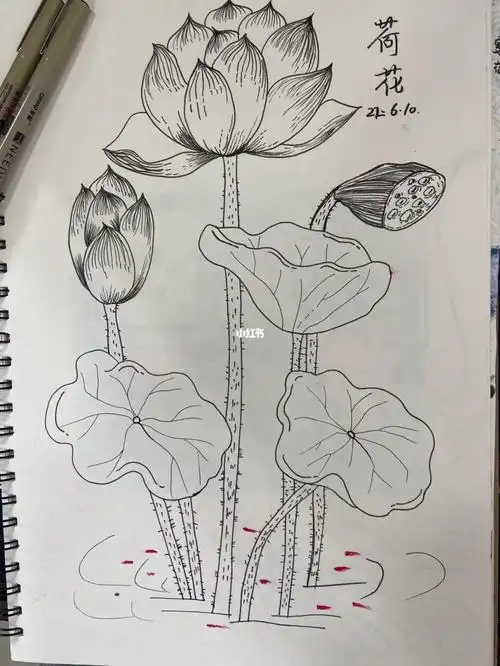《离骚》#创意美术  #夏日荷花  #荷花  #线条画  #荷花绘画  #黑白