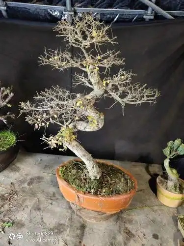 野生羊奶果捡漏回家快来捡漏野生羊奶果下山桩,介绍羊