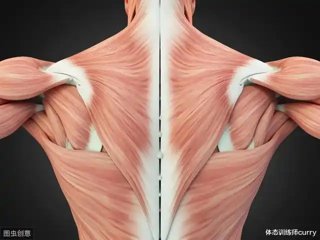 练背日你需要这5个经典练背动作来强化你的背部肌肉