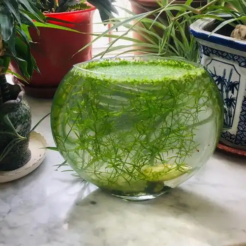 印度竹节草不需要水草肥,不需要打氧二氧化碳就能疯长,不需要过多的