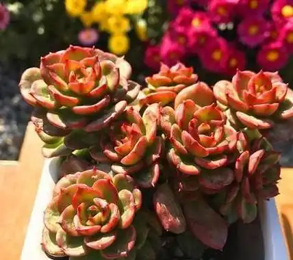 原创睡了一个冬天的多肉苏醒了施肥的注意事项你知道多少