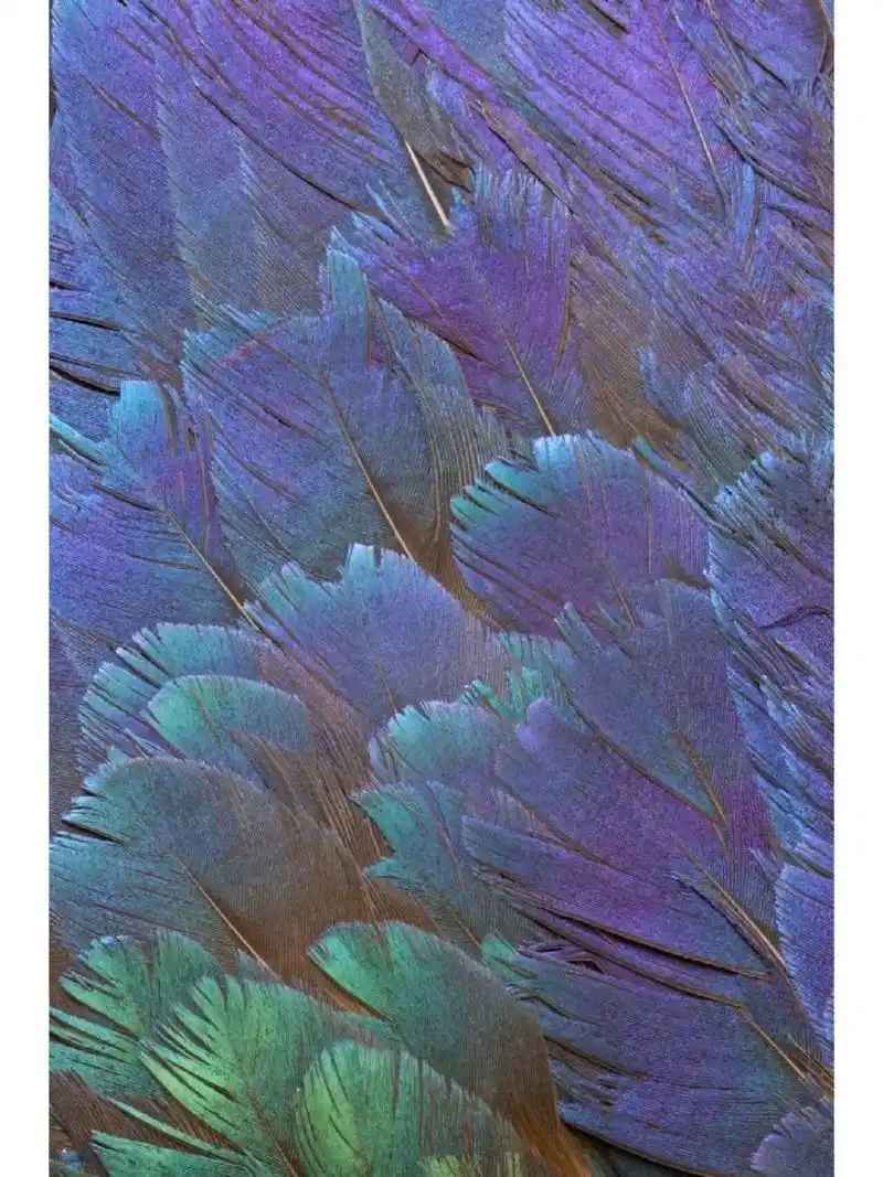 自然生物肌理166 今天分享了一组绝美的自然生物肌理素材 95