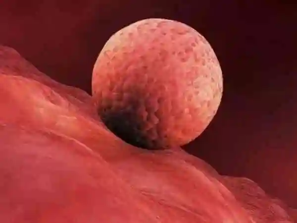 着床成功排出的白带长啥样有图片吗