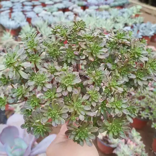 棒叶小人祭多植物小老桩多头群生组合盆栽办公多肉植物