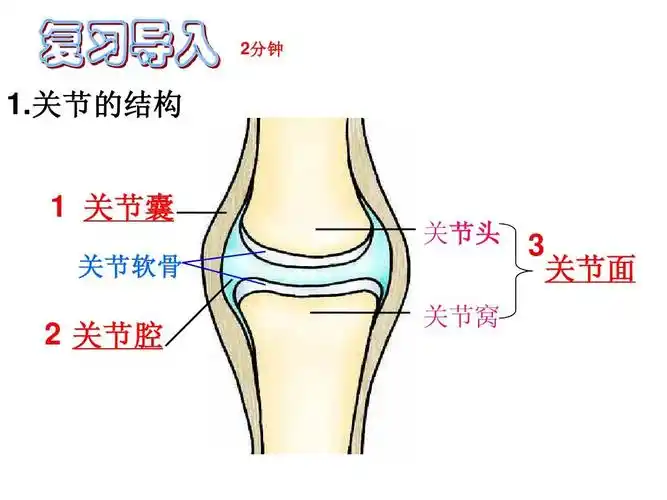 关节的结构   关节囊 关节软骨 关节头 关节窝   关节面   关节腔