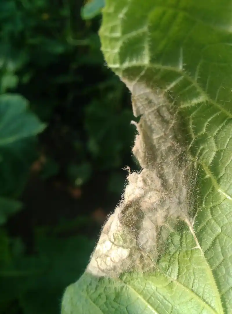 黄瓜灰霉病怎么防治?应该是最全的方案了!