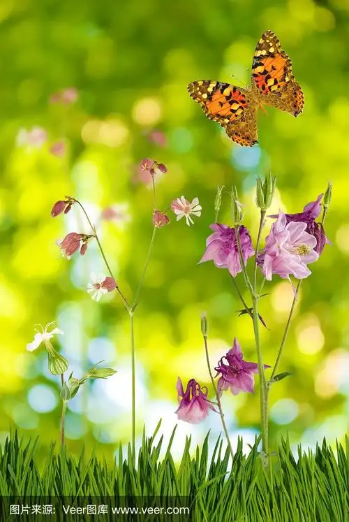 花和蝴蝶在花园里的图像特写