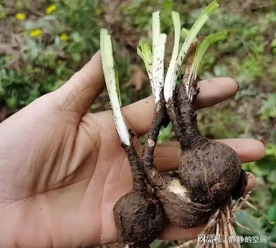 一种花叶永不相见的植物,有毒不可食用|石蒜|红花|叶子|彼岸花|盆栽