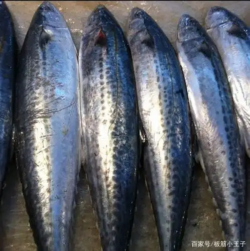 新鲜的鲅鱼