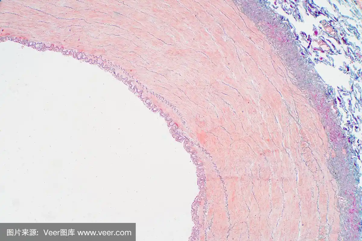 教育组织学显微镜下的动脉血管.人类生理学的组织学.
