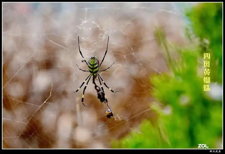 四斑黄蜘蛛