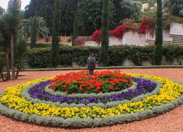 什么是花坛花卉,花坛花卉的主要品种,它们都有什么特点