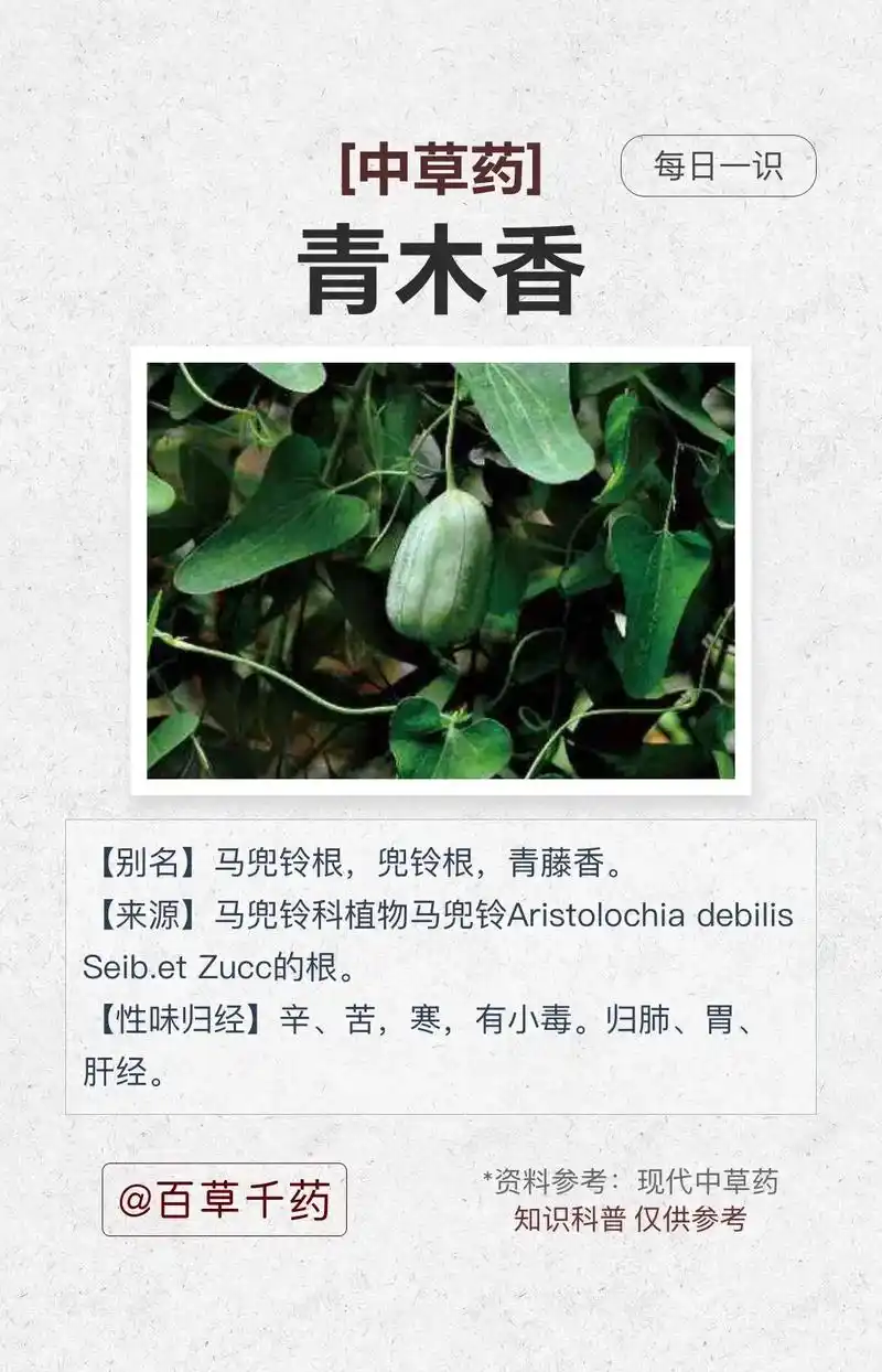 青木香,长了一个小兜兜.也叫:马兜铃根,兜铃根,青藤香. 生 - 抖音
