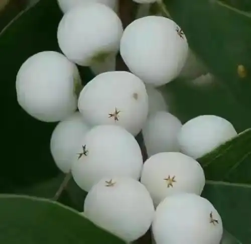 农村这种白色野果,人们称之为"白饭果",您认识吗