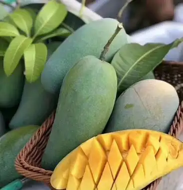 攀枝花米易金煌芒果