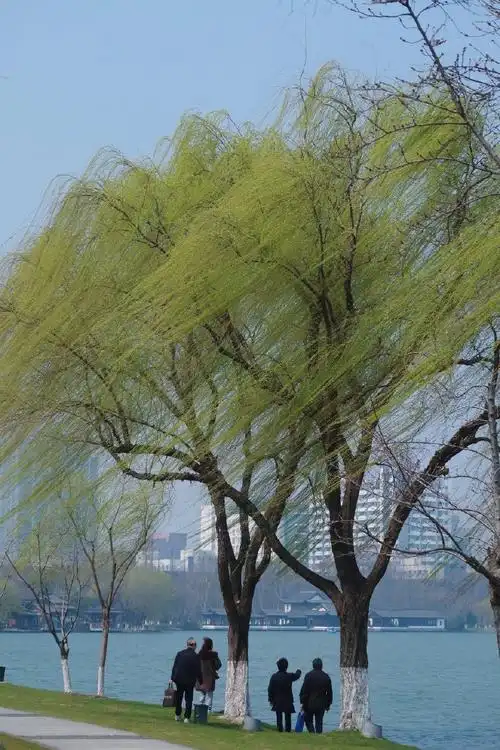 这么好看的柳树怎么忍心拔的    #遇见春天