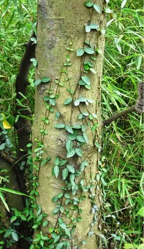 你是谁的藤?你们是什么关系?【真家伙十二季】