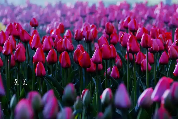 高原开遍郁金香