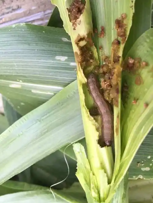 长江难渡一个抵御草地贪夜蛾的中国故事