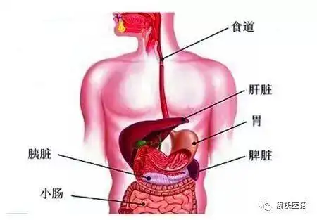 有三种观点:①脾即为西医的脾脏(spleen);②脾为西医的胰腺(pancreas)