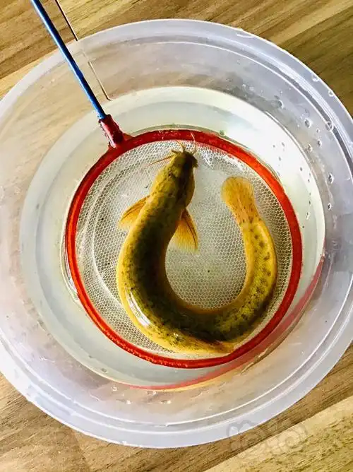 其它大泥鳅与特大泥鳅