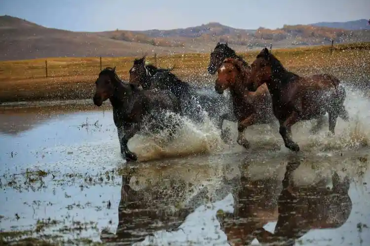马踏水花,马踏风尘,群马奔腾