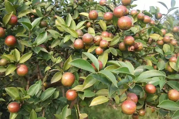 湖南湘西开展油茶春季生产督导