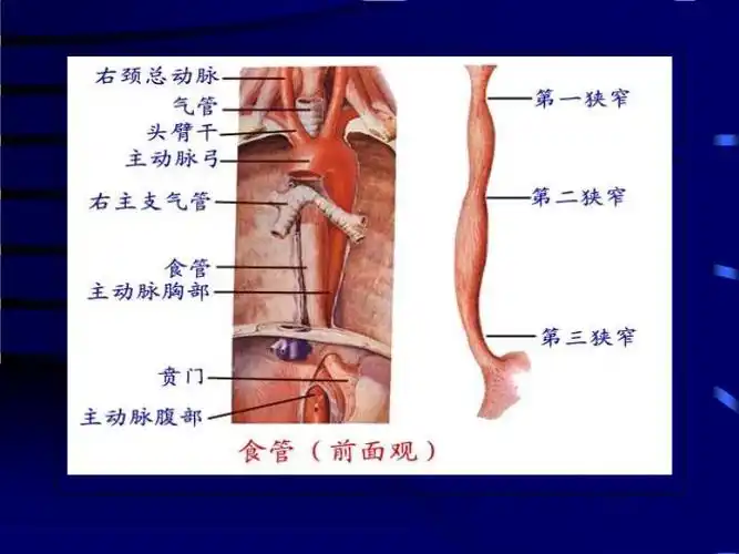 气管异物食管异物ppt