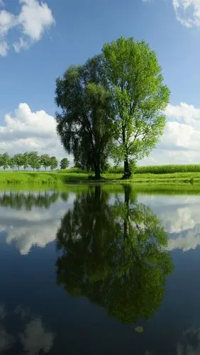 绿树,池塘,水中的倒影,夏天