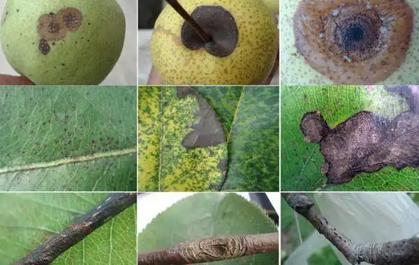 梨树炭疽病怎么治,梨树炭疽病防治方法