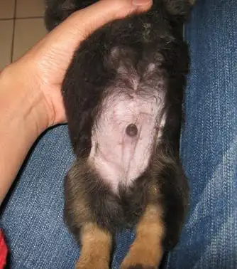 请问这只狗狗是公是母?