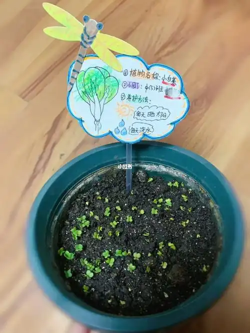 幼儿园盆栽标签