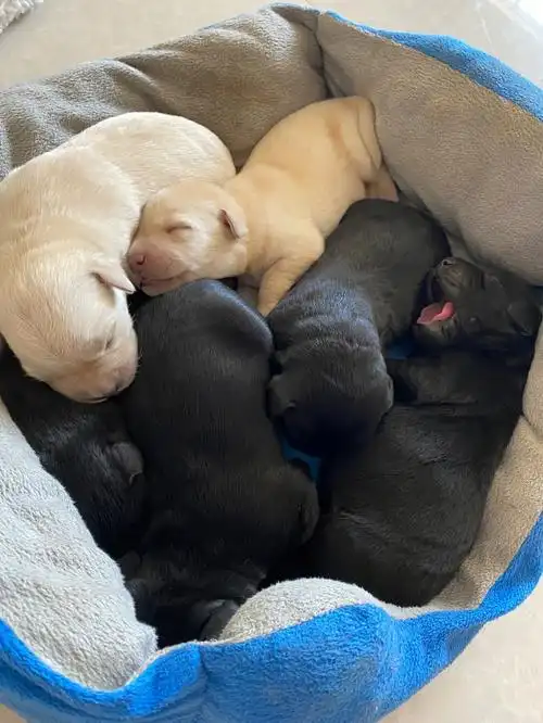 睡的真好小奶狗打哈欠还没有牙齿的