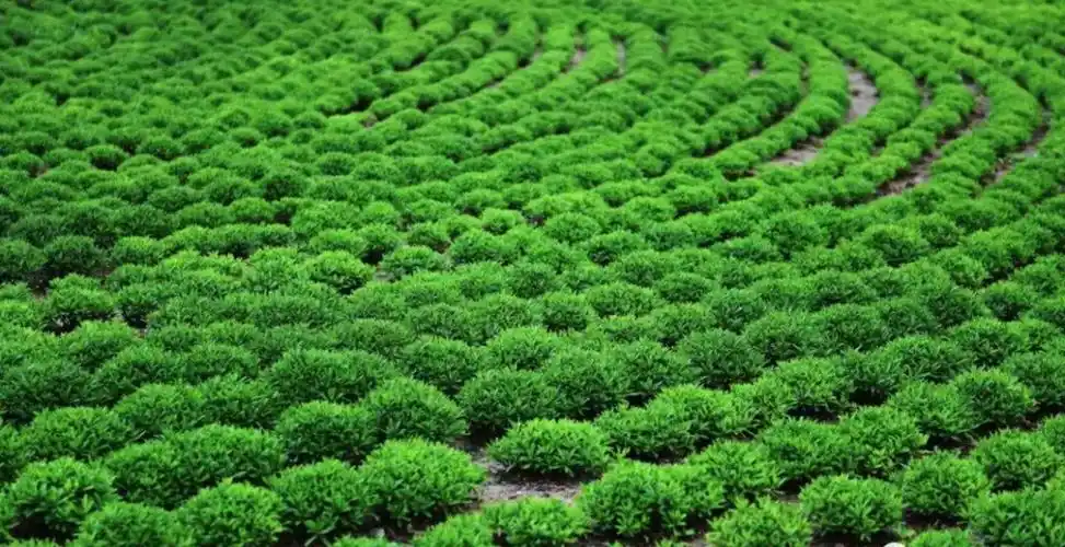 园林绿地中苗木衰弱老化成因及养护对策