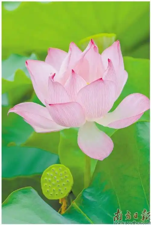 荷花自古便被赋予清廉,自洁的意义.