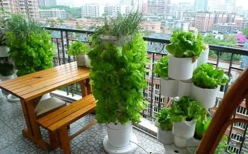 如何在阳台种菜 要注意什么