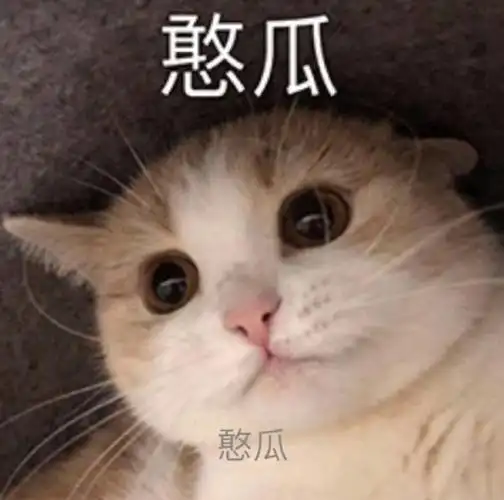 萌宠 猫星人 憨瓜 嫌弃 呆萌 可爱