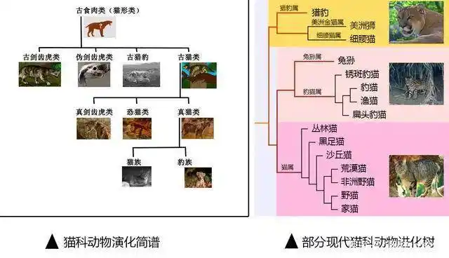 猫科猫亚科进化树/图片来自网络