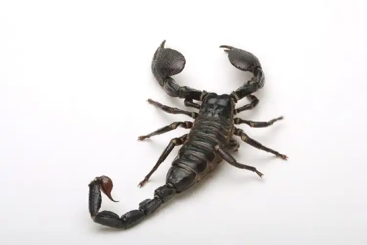 " data-lemmaid="1622398">节肢动物门 /a>蛛形纲蝎目种类的统称, a